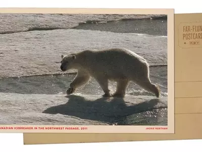 Arctic Expedition: Polar Bears Encounter Icebreaker