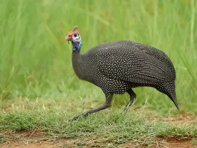 The Curious Journey of the Turkey: From Ancient America to Thanksgiving Tables and Everyday Expressions