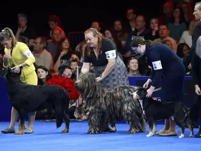 Soleil, Belgian Sheepdog, Crowned Best in Show at National Dog Competition