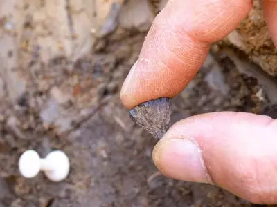 Ancient Fire-Starting: New Evidence Reshapes Human History