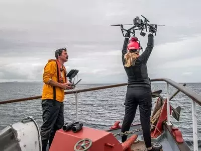 Unlikely Allies: Orcas and Dolphins Collaborate in Salmon Hunt