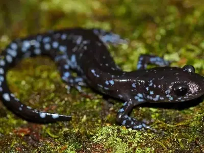 Salamanders' Remarkable Cold Tolerance Discovered