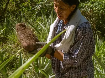 The Global Craze for Ube: Philippine Farmers Struggle to Meet Demand