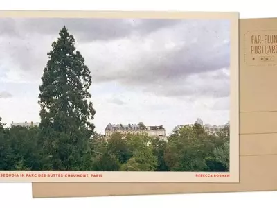 A Majestic Sequoia: Paris's Hidden Giant