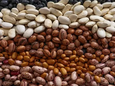 The Quest for the Flatulence-Free Bean: A Scientific Investigation