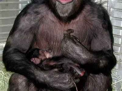 Commemorating Ai: A Cognitive Trailblazer Among Chimpanzees