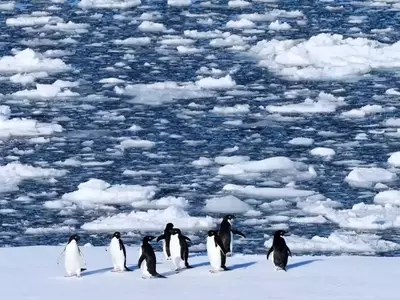 Climate Change Forces Antarctic Penguins to Breed Earlier