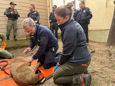 Wild Encounter: Mountain Lion Roams San Francisco Streets