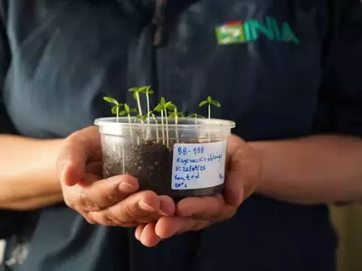Chile's Desert Vault: Safeguarding Plant Diversity Amidst Climate Change