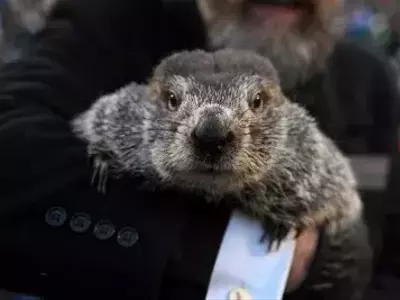 Groundhog Day: Punxsutawney Phil's Annual Winter Prediction