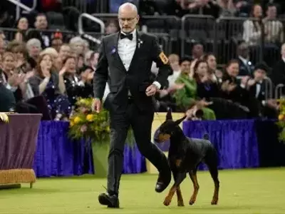 Penny the Doberman Claims Top Honors at 150th Westminster Dog Show