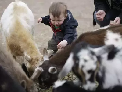 The Etymological Journey of 'Kid': From Goats to Children
