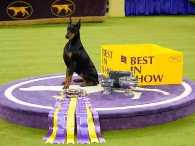 Doberman Pinscher 'Penny' Crowned Best in Show at 150th Westminster Dog Show
