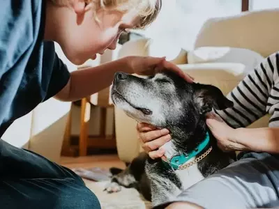 Caring for Senior Pets: A Comprehensive Guide