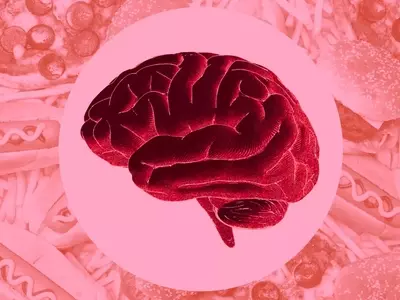 The Impact of Ultra-Processed Foods on Brain Health: A New Review