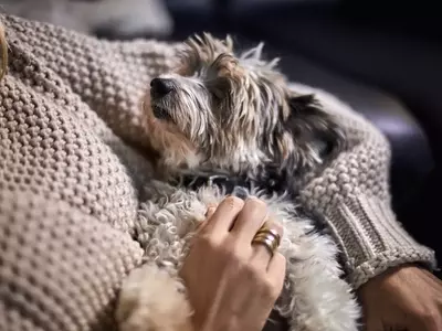 The Unseen Comfort: How a Yorkie Mix Navigated Empty Nest Syndrome with a Grieving Mother