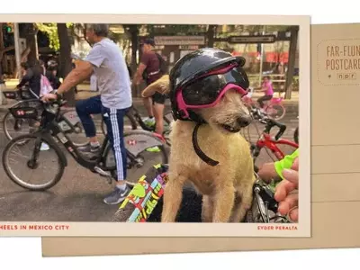 Mexico City's Sunday Cycling Extravaganza: A Dog's Delight