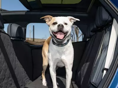 Bentley's Bespoke Pet Accessories Elevate Canine Comfort in Luxury SUVs