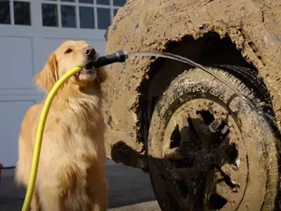Subaru's Unbreakable Bond with Dog Owners