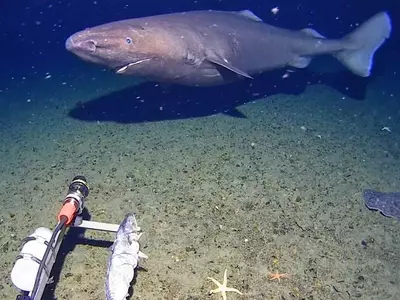 Rare Deep-Sea Shark Sighting in Antarctic Waters