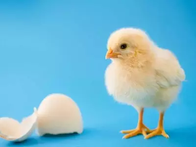 Chicks Show Innate Sound-Shape Connection Like Humans