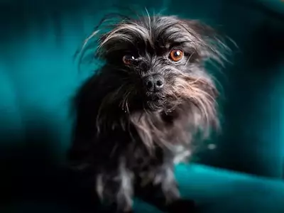 When Do Dogs Need Anxiety Medication? A Vet's Insights