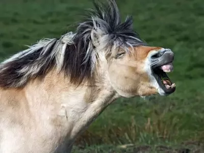 Understanding the Bimodal Nature of Horse Whinnies