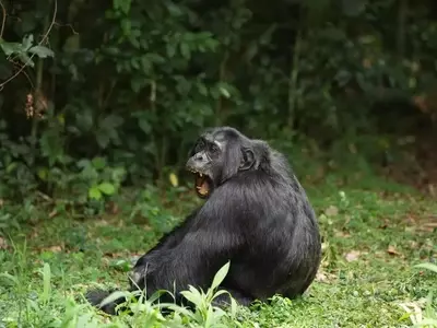 Chimpanzee's Diet of Fermented Fruit Offers Clues to Human Alcohol Affinity