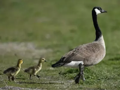 The Amazing Journey of Geese: Migration and Survival