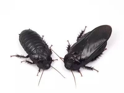 Cockroaches Show Evidence of Long-Term Pair Bonding Through Unique Ritual