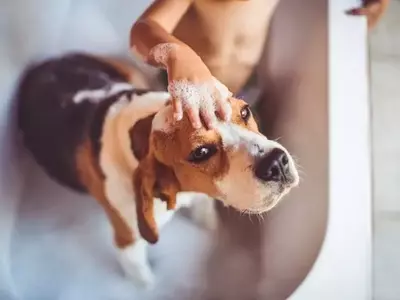 Spring Pet Care Essentials: A Comprehensive Guide to Your Pet's Hygiene