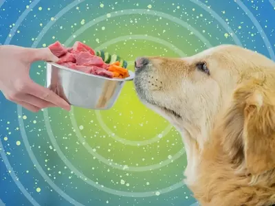 Fresh Dog Food: A Detailed Analysis of Its Benefits and Drawbacks