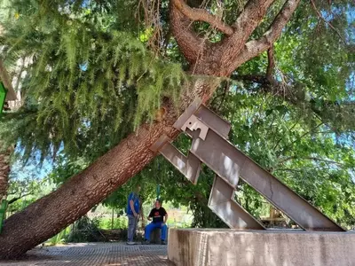 Guía Completa para Enderezar y Estabilizar Árboles Inclinados