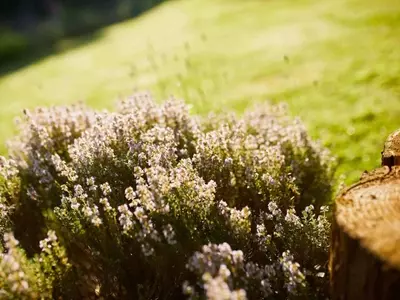 Jardines Resilientes: Estrategias para Afrontar el Clima Extremo