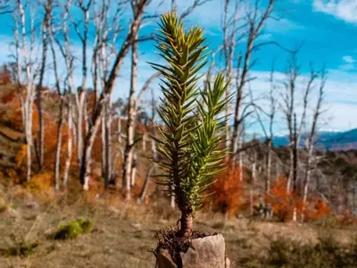 Voluntariado para la Restauración de Araucarias en el Parque Nacional Lanín