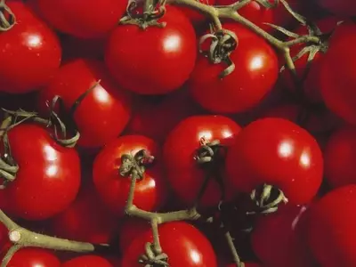 Descifrando el enigma del sabor: Por qué tus tomates caseros carecen de gusto