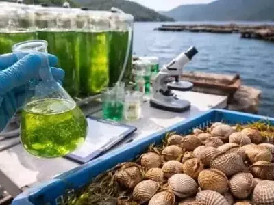 Microalgas: Innovación Sostenible en la Acuicultura Gallega