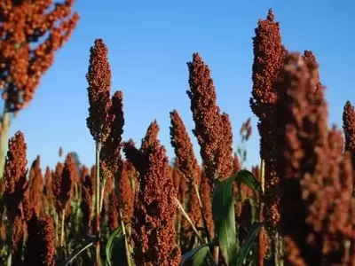 El Sorgo: Un Pilar Forrajero para la Ganadería Sostenible en Misiones