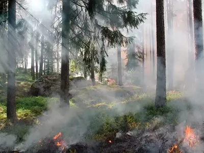 Incendios Forestales: Una Perspectiva Integral