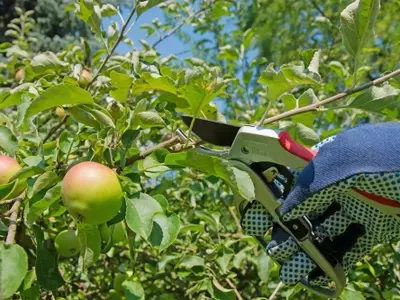 El Arte y la Ciencia de la Poda: Guía Completa para la Salud de tus Arbustos