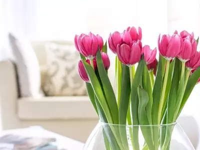 Guía Definitiva de Flores Estacionales y Combinaciones Cromáticas para un Jardín Vibrante Todo el Año
