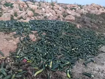 Abundancia desperdiciada: El dilema de la sobreproducción agrícola en un clima árido