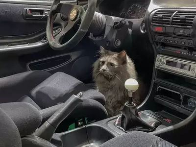 Car and Driver Staff's Beloved Pets