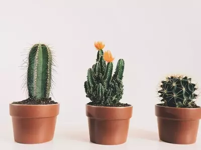 Creación de Oasis Verdes en Espacios Reducidos: Un Enfoque Minimalista