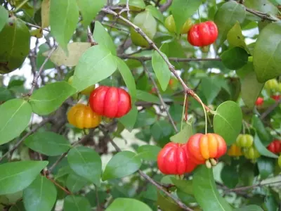 Pitanga: La Baya Multifacética con Poder Antioxidante y Beneficios Inesperados