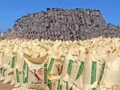 El Regreso del Guano de Islas: Fertilizante Natural Impulsa la Agricultura Peruana
