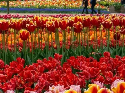 El Esplendor Floral de Holanda: Un Viaje a Través de sus Campos de Tulipanes