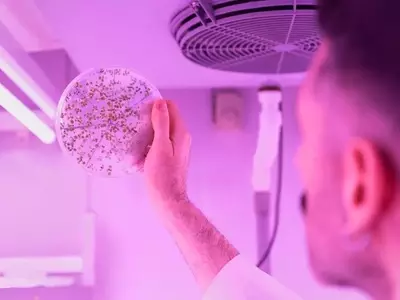 Descubrimiento Clave en la Formación Vascular de Plantas