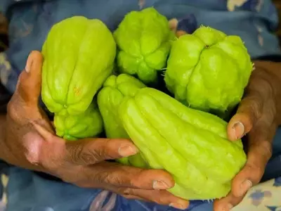 Beneficios Nutricionales y Usos Versátiles del Chayote: Un Análisis Completo