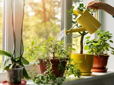 Manejo Eficiente del Agua en Jardines: Estrategias para un Consumo Consciente